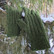 Puukiipijän koti - mittens, pattern in Finnish