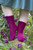 Clematis socks, pattern as a file (in Finnish)