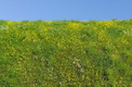 Model Scene Blooming Meadow - Spring