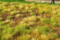 Model Scene Steppe Unwatered - Late Summer