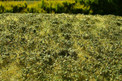 Model Scene Low Bushes - Late Summer