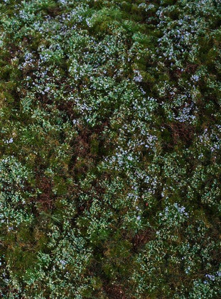 Model Scene Forest Base - Blueberries