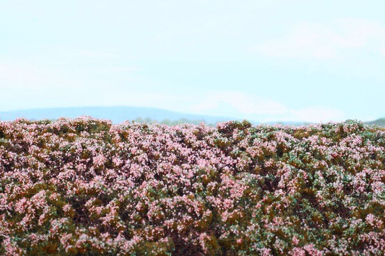 Model Scene Heathland