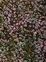 Model Scene Heathland