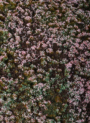 Model Scene Heathland