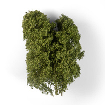 AK Interactive Summer Filigree Bushes