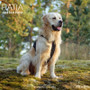 Finnero Ratia 8-shape valjas 40 cm, musta