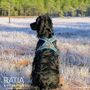 Finnero Ratia 8-shape valjas 40 cm, sininen
