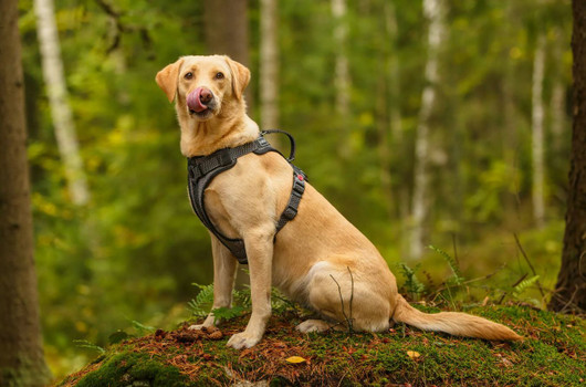 Rukka Star valjaat koko XS