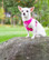 Rukka Comfort Flash Harness valjaat XS, pinkki