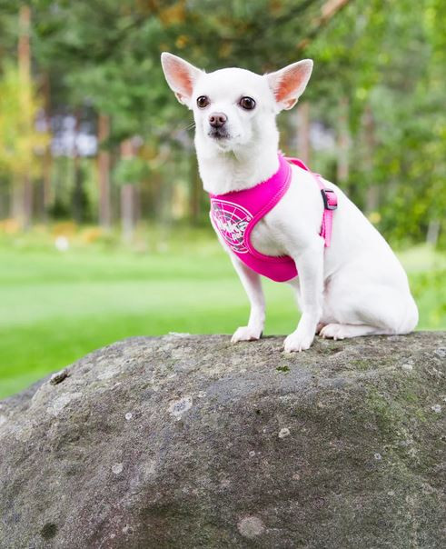 Rukka Comfort Flash Harness valjaat XS, pinkki