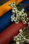 Coloretta