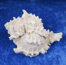 Simpukka, pituus 93mm  nroA