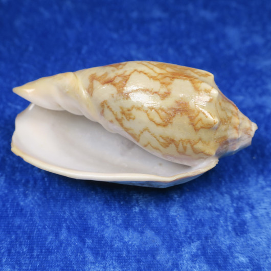 Simpukka, pituus 80mm  nroE