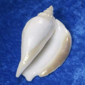 Simpukka, pituus 75mm  nroF