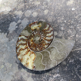 Ammoniitti halkaistu 17,5cm 586g fossiili