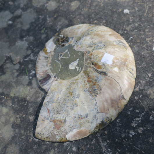 Ammoniitti halkaistu 17,5cm 586g fossiili