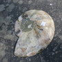 Ammoniitti halkaistu 17,5cm 586g fossiili