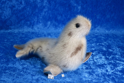 Norppa Ringed seal Norja,  isoin vaalea1