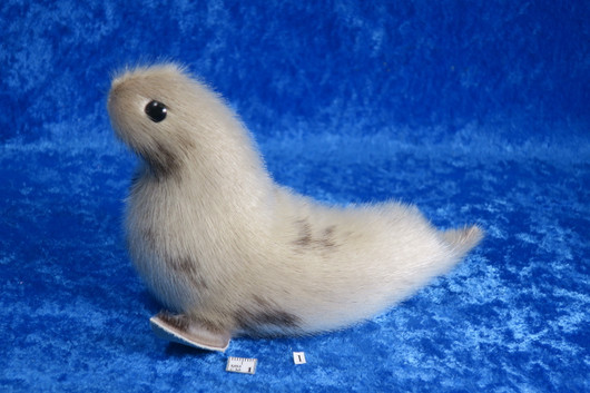 Norppa Ringed seal Norja,  isoin vaalea1