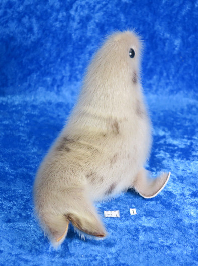 Norppa Ringed seal Norja,  isoin vaalea1