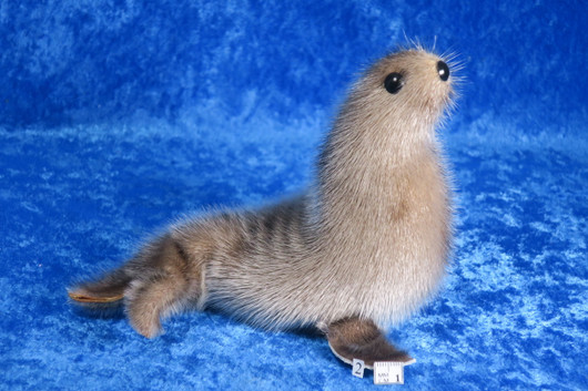 Norppa, Ringed seal Norja,  isoin tumma nro2