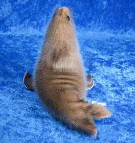 Norppa, Ringed seal Norja,  isoin tumma nro2