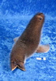 Norppa  Ringed seal Norja, iso2