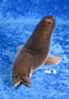 Norppa  Ringed seal Norja, iso2