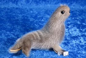 Norppa Ringed seal Norja, iso3