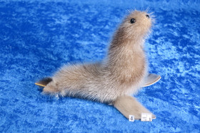 Norppa Ringed seal Norja , iso4