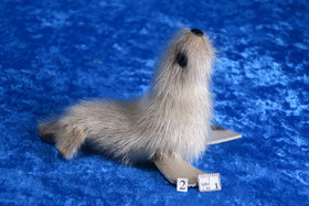 Norppa,  Ringed seal Norja keskikoko2