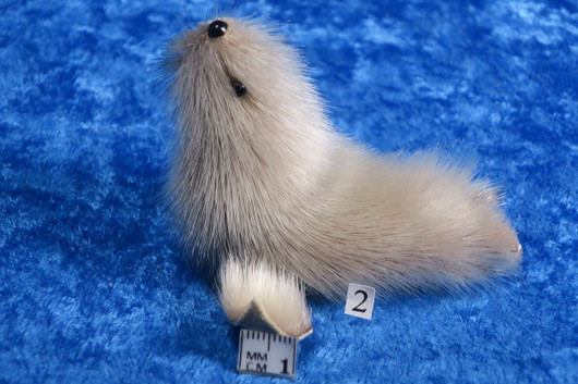 Norppa Ringed seal, Norja  nro pieni2