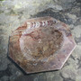 Lautanen fossiililautanen ammoniitteja ja oikosarvia, 8-kulmainen 19cm