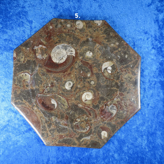 Lautanen fossiililautanen ammoniitteja ja oikosarvia, 8-kulmainen 19cm