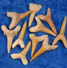 Hain hammas- Shark tooth Marokko