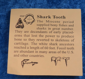 Hain hammas- Shark tooth Marokko