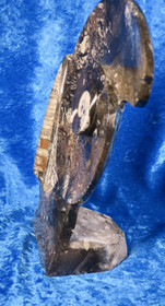 Fossiiliveistos jossa mm. ammoniitteja ja oikosarvifossiileita 20x30cm