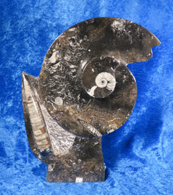 Fossiiliveistos jossa mm. ammoniitteja ja oikosarvifossiileita 20x30cm