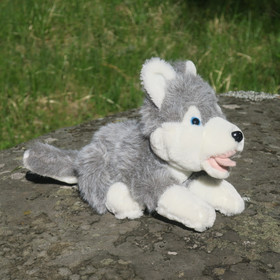 Pehmolelu husky  makaava koira