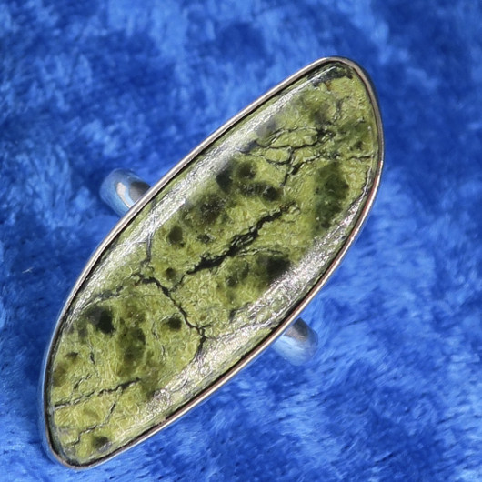 Hopeasormus serpentiini 18.5mm