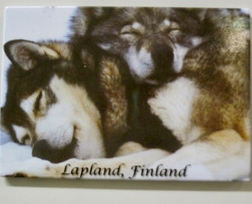 Magneetti HUSKY koirat nukkuu