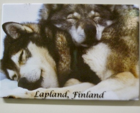 Magneetti HUSKY koirat nukkuu
