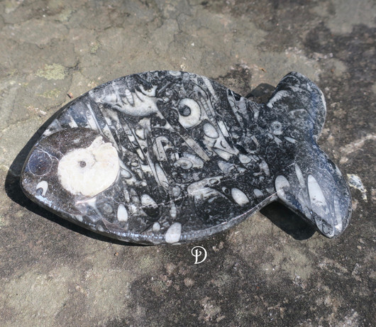 Fossiililautanen 12cm kala 140-180g jossa ammoniitteja ja oikosarvia