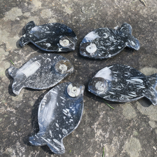 Fossiililautanen 12cm kala 140-180g jossa ammoniitteja ja oikosarvia