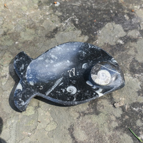 Fossiililautanen 12cm kala 140-180g jossa ammoniitteja ja oikosarvia