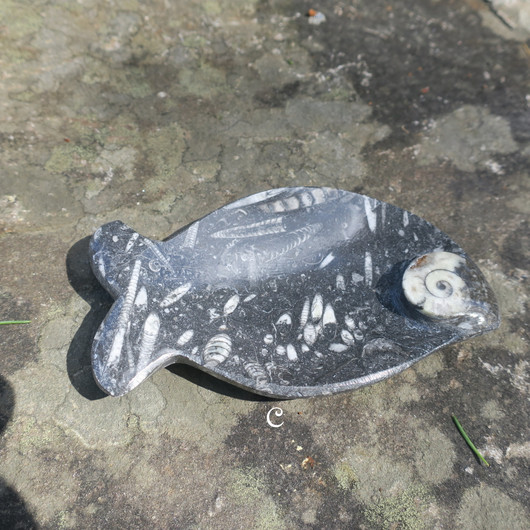 Fossiililautanen 12cm kala 140-180g jossa ammoniitteja ja oikosarvia