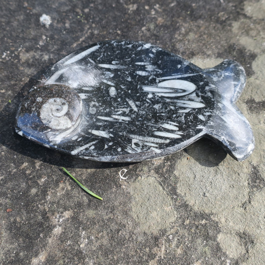 Fossiililautanen 12cm kala 140-180g jossa ammoniitteja ja oikosarvia