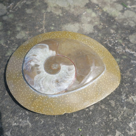 Ammoniitti 135mm 359g A