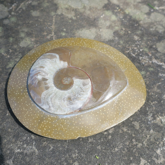 Ammoniitti 135mm 359g A